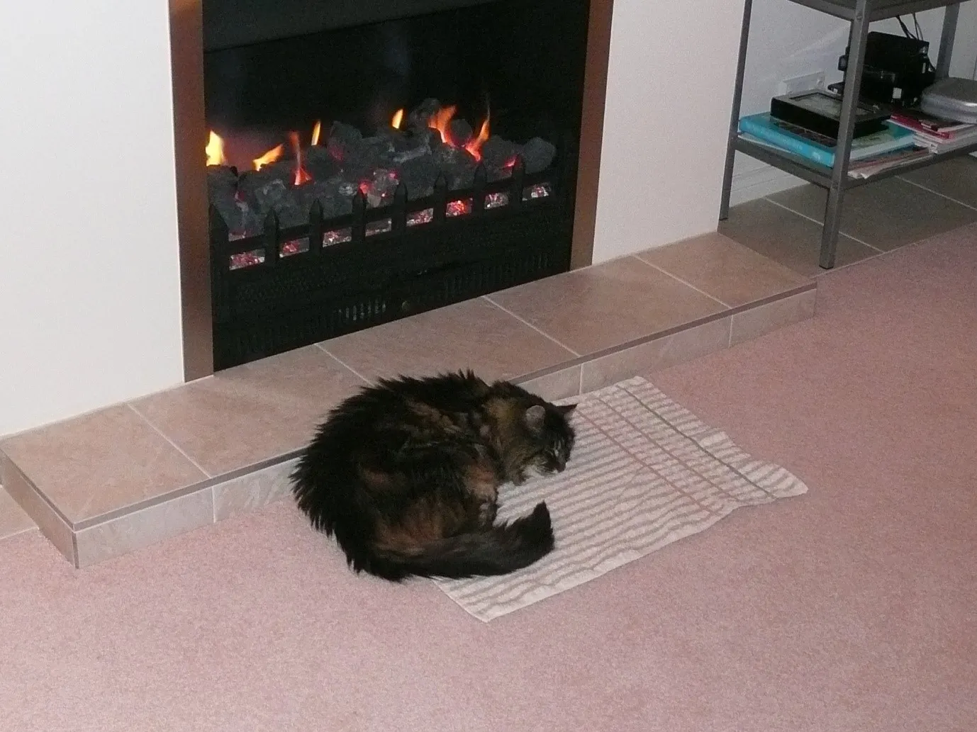 Old And Cold In Front Of The Fire – Oscar’s Last Few Days With Us