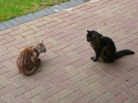 Oscar (on the right) is deaf so can’t hear the yowling of Thin Lips – October 2008